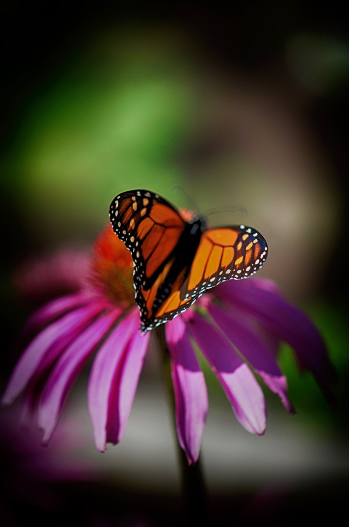 Monarch butterfly on Echinacea