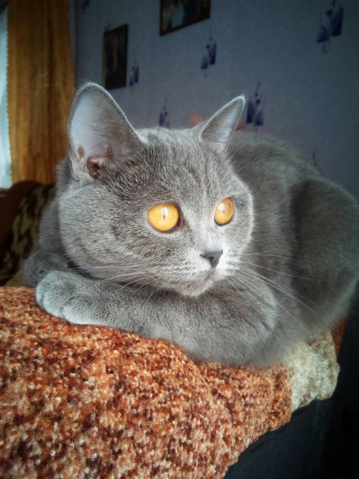 Кошка