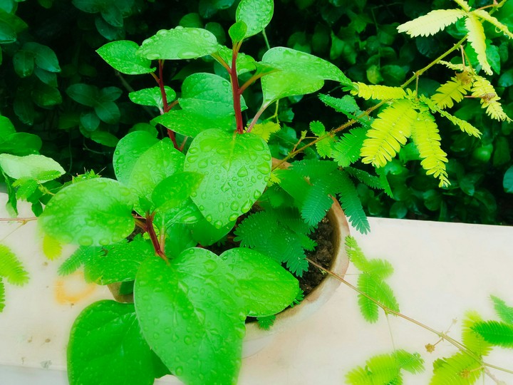 Mimosa pudica