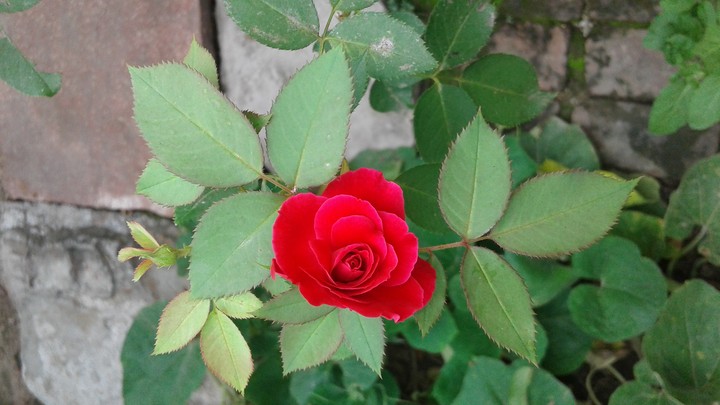 lovely flower