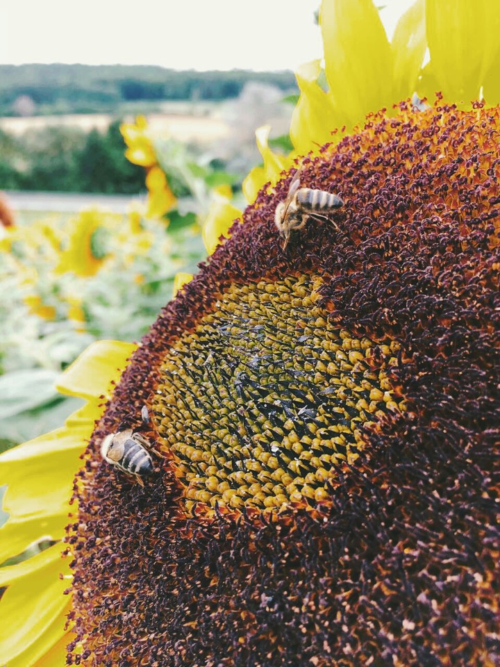 Sonnenblume mit Bienen