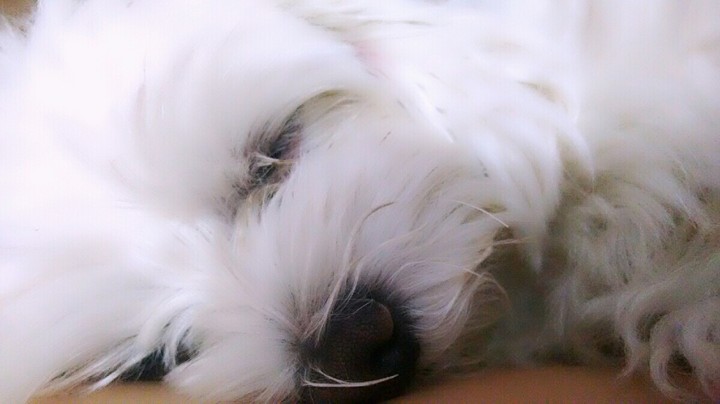 sleep dog