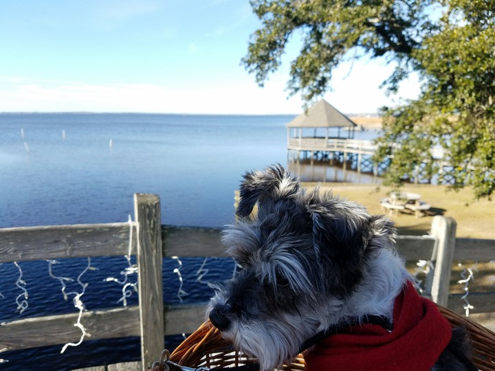 Schnauzer at Whalehead