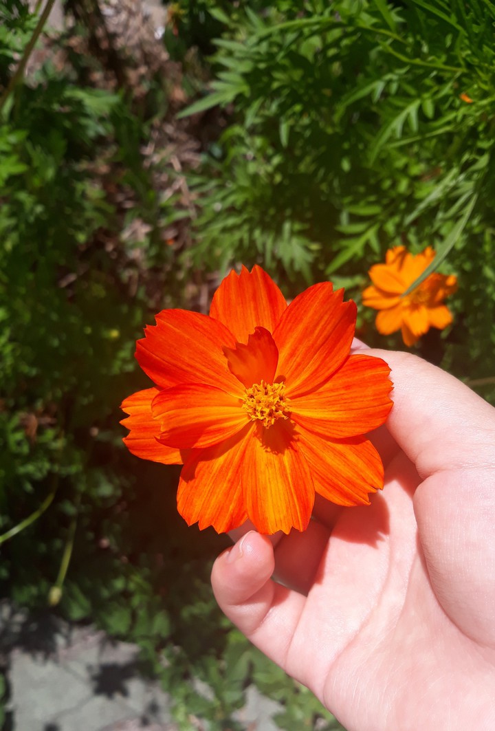 flower