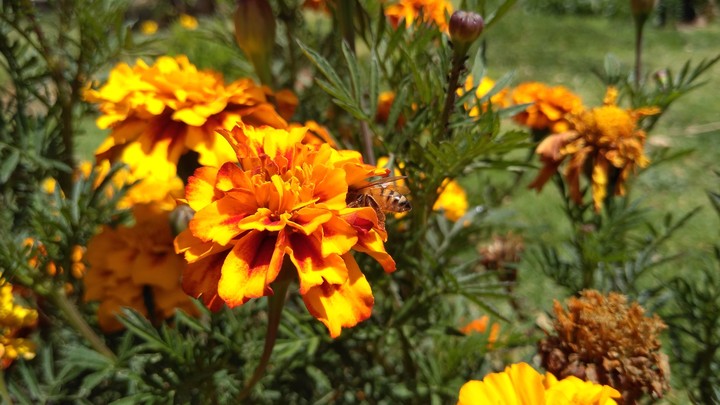 abeja trabajando