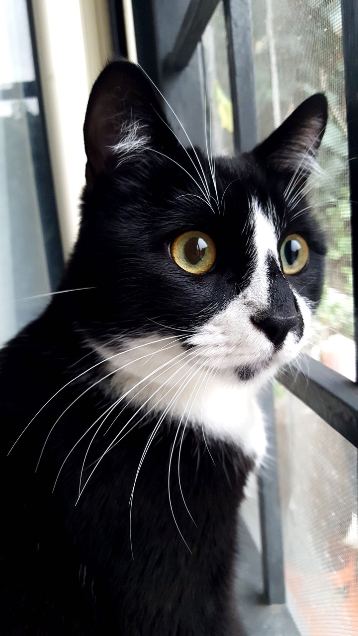 Catlove