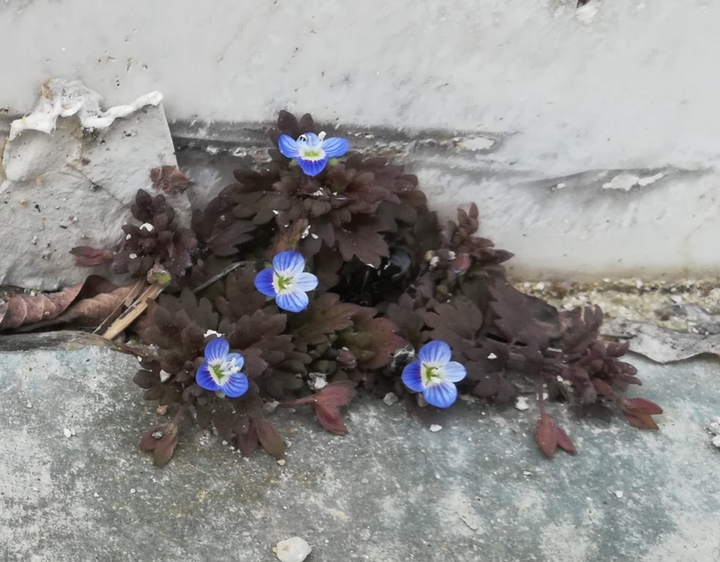 flower