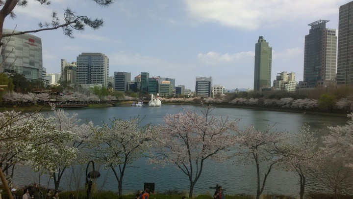 sakura festival in Songpa.