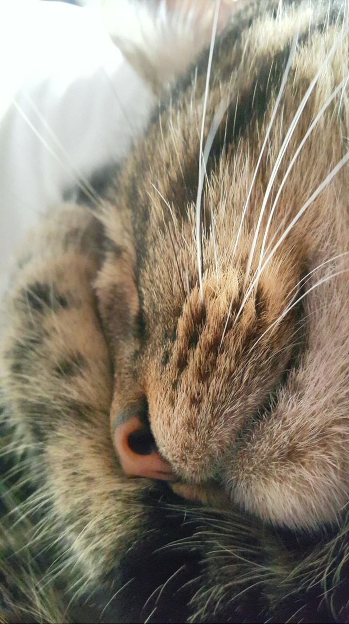 cat