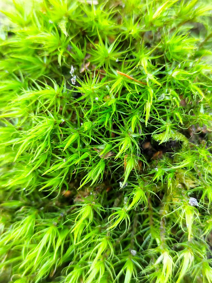 moss