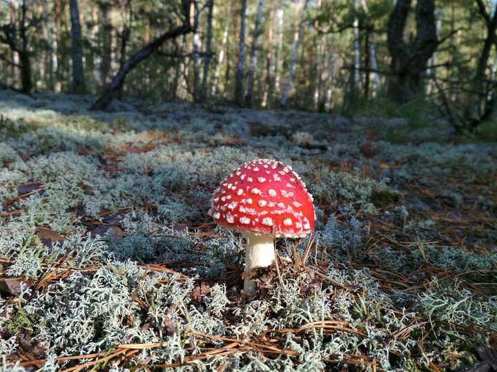 мухомор