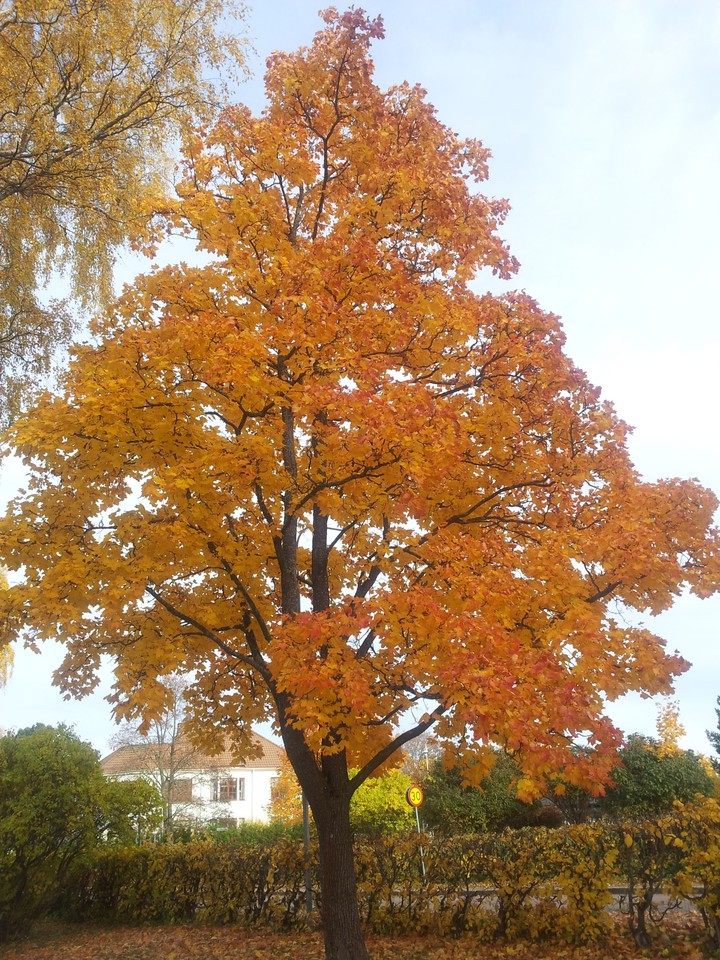 Autumn