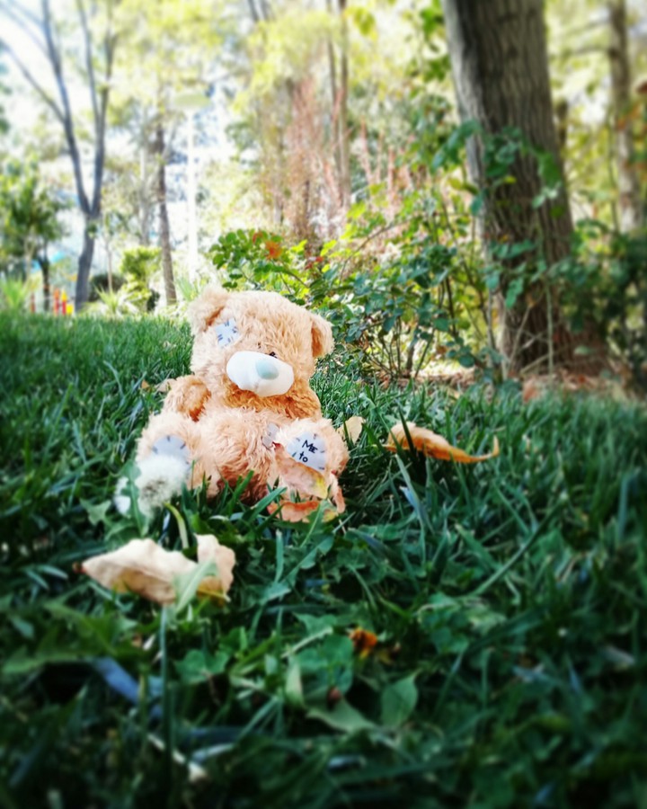 Teddy