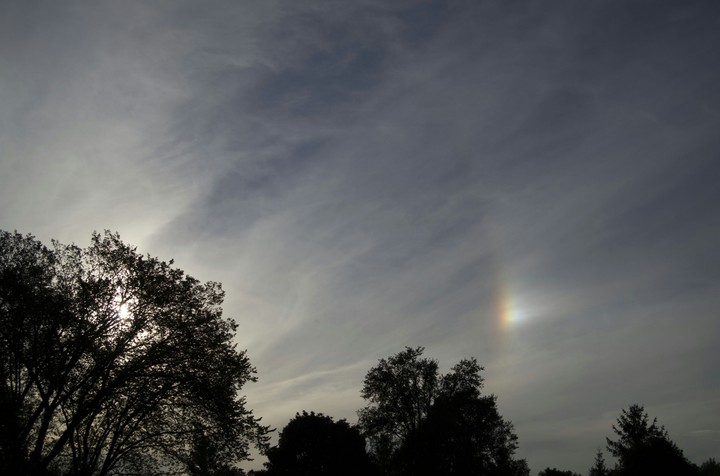 Sundog tree silhouette