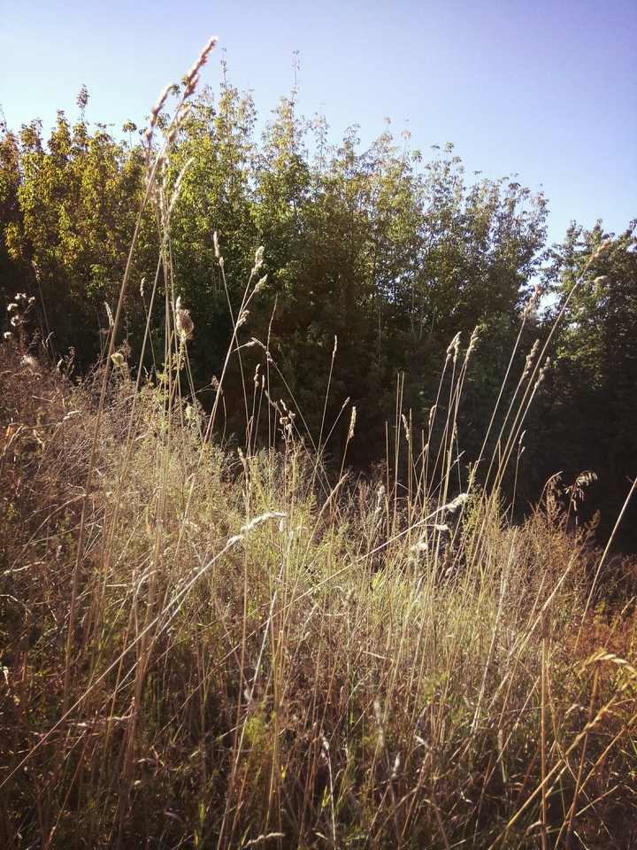 nature