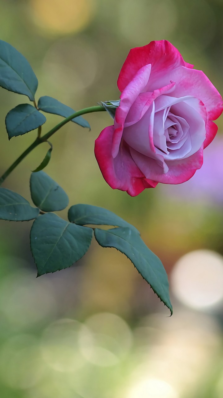 rose