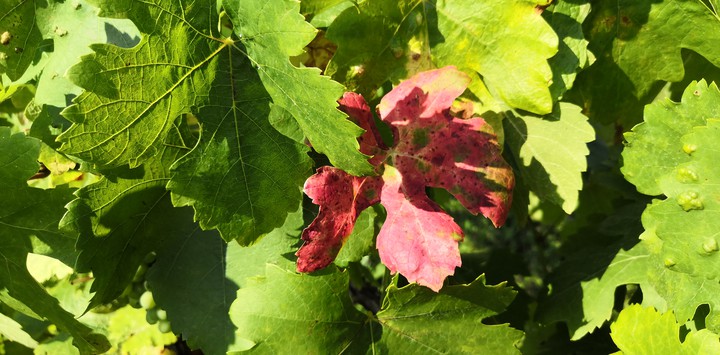 Green red leaves