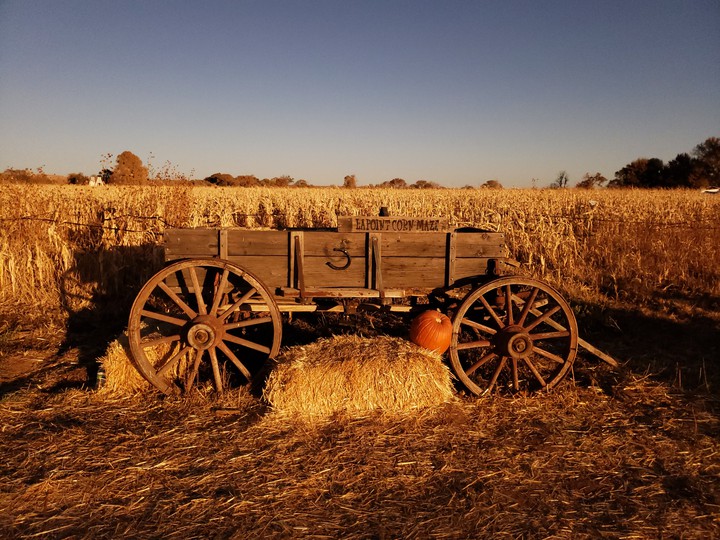 Cornmaze