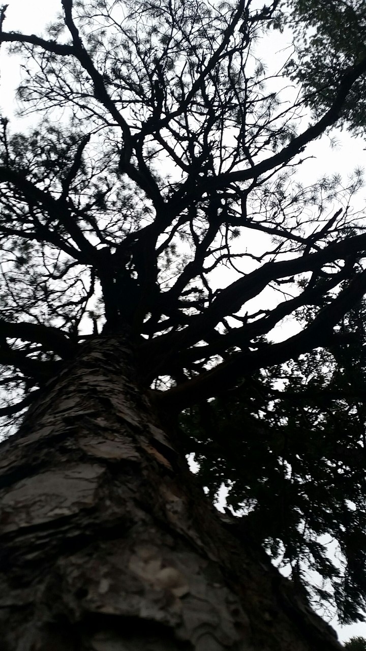 tree....