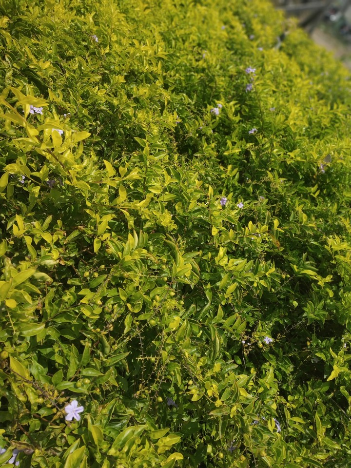 nature_green
