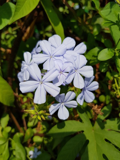 紫色小花