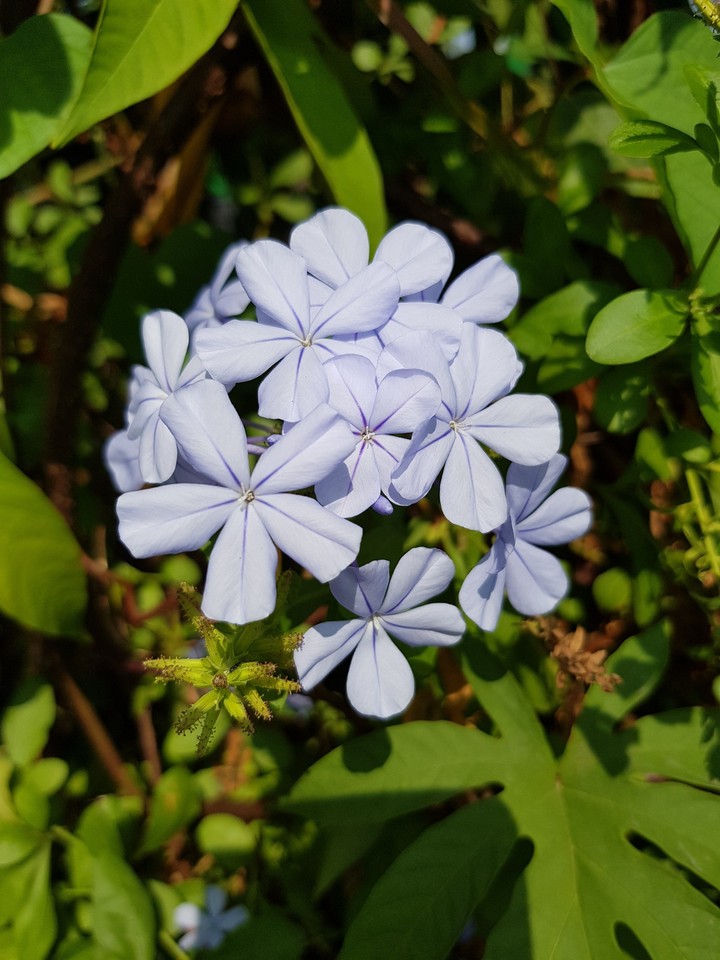 紫色小花