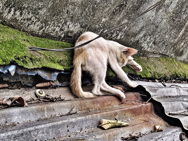 Upset Cat