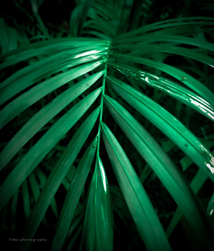 green leaf