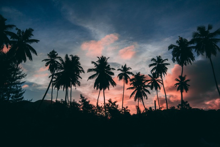 Palms Outlines Sunset