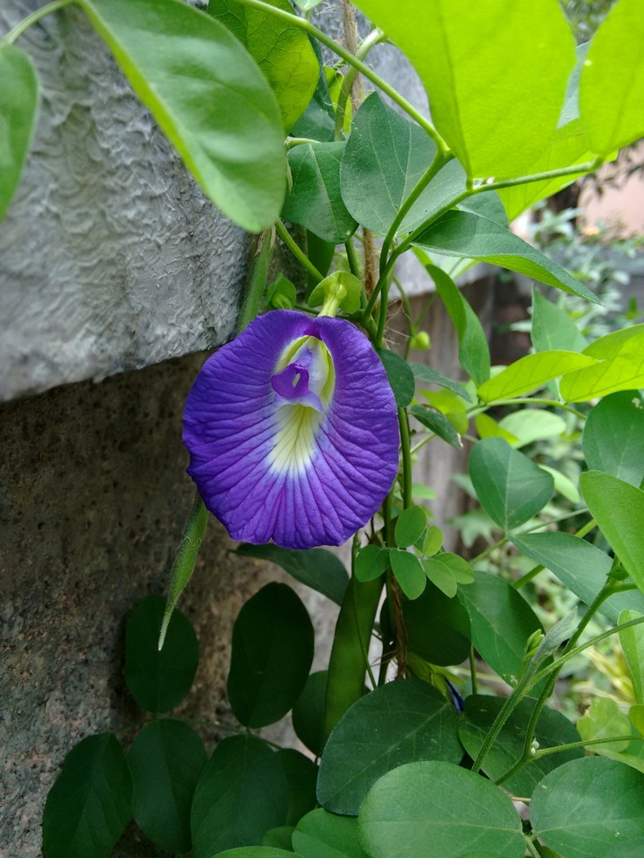 Gokarna