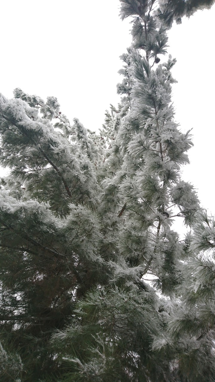 ❄️❄️