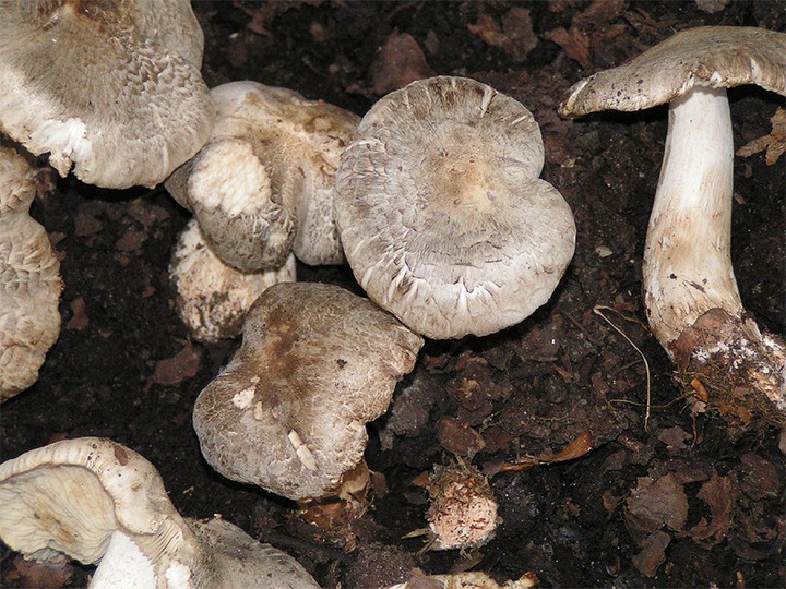 Tricholoma pardinum