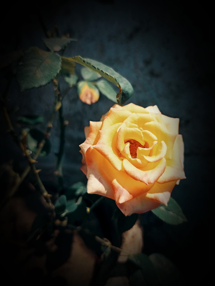 rose