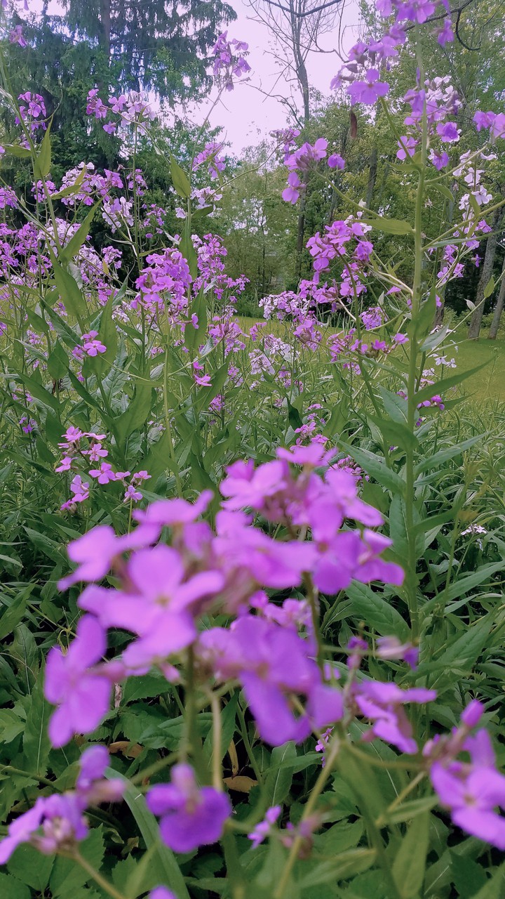 native wildflowers