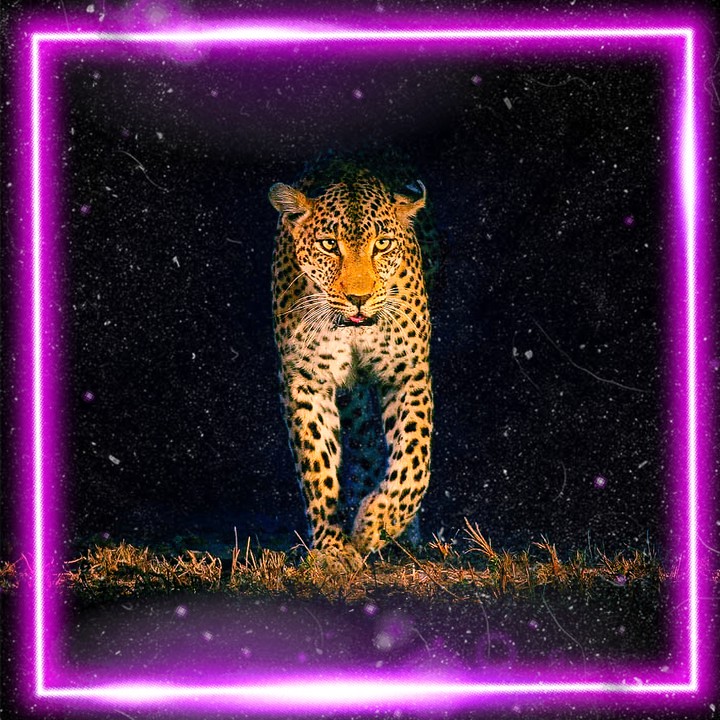 Big cat