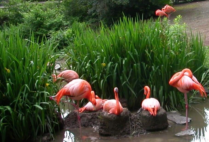 Flamenco