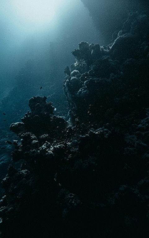 underwater, sea桌布