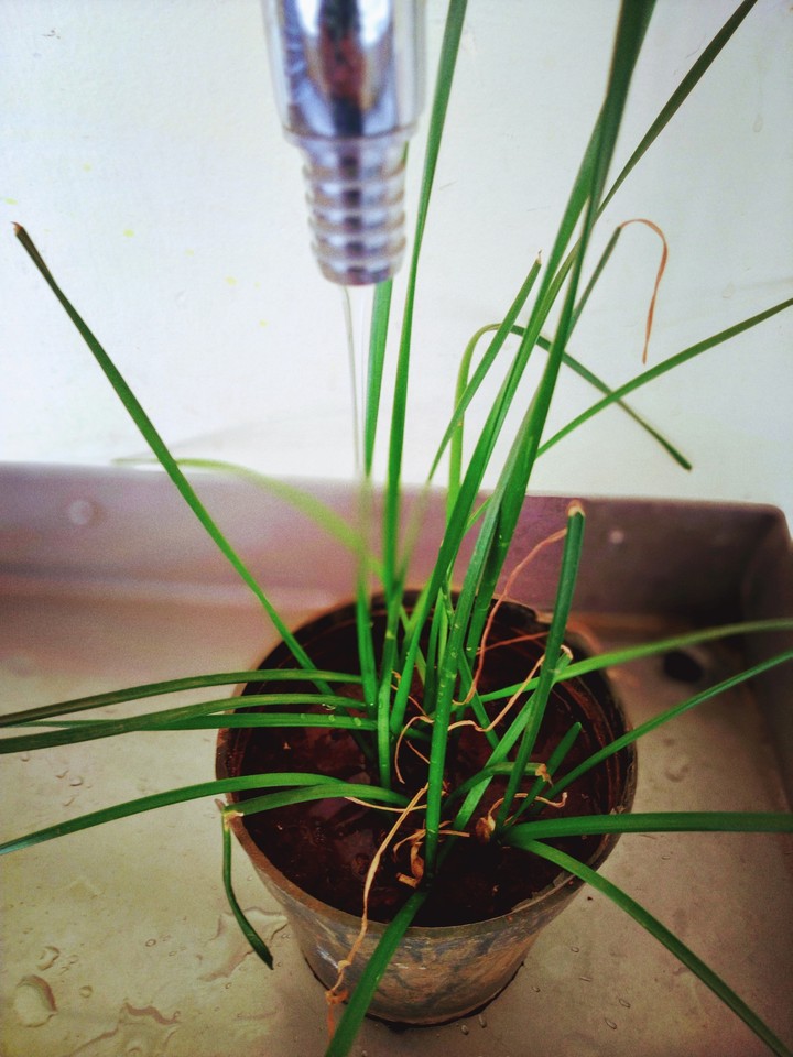 water the plants