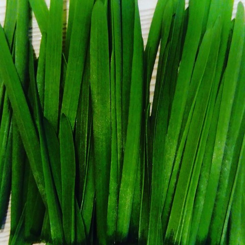 fonds d'écran herb, vegetable