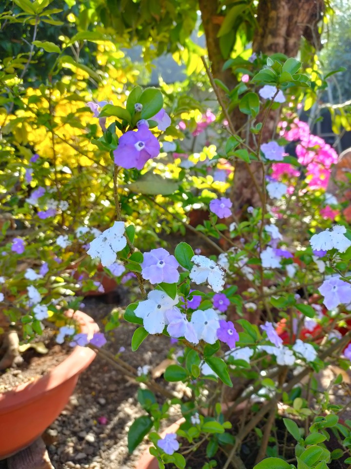 White purple