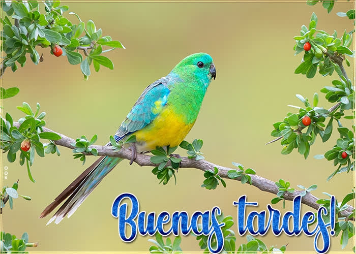 Buenas tardes