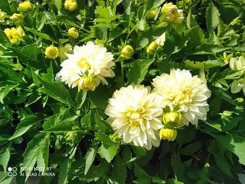 Dahlia ?