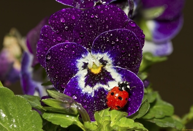 Ladybug