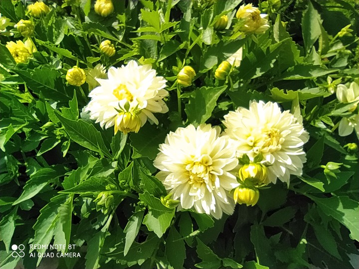 Dahlia ?
