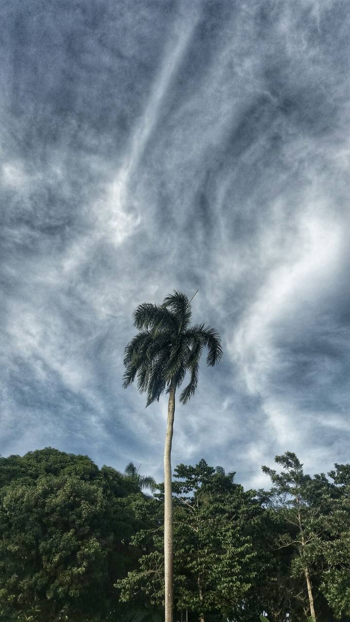 Palm tree