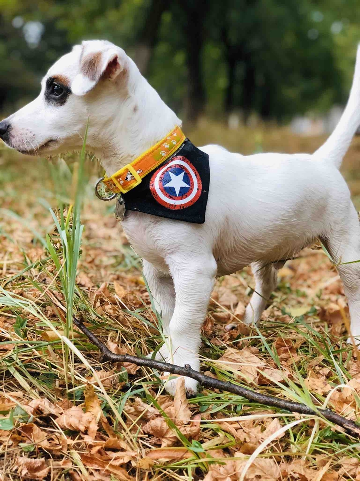 puppy