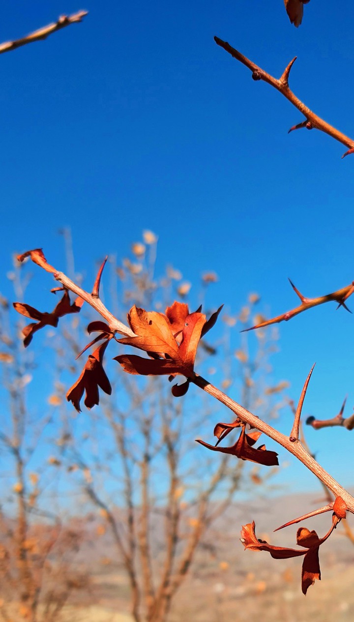 Leaf