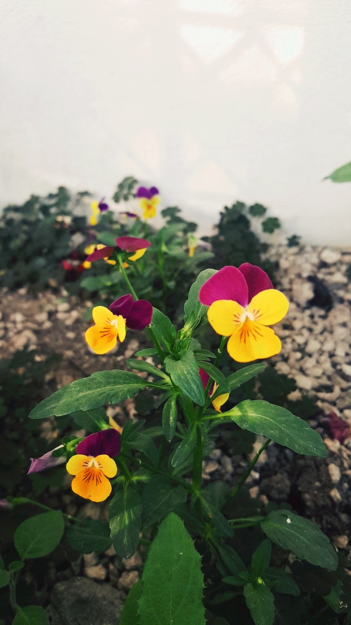 Flowers from my garden