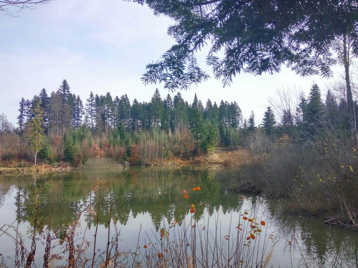 nature of Bucovina