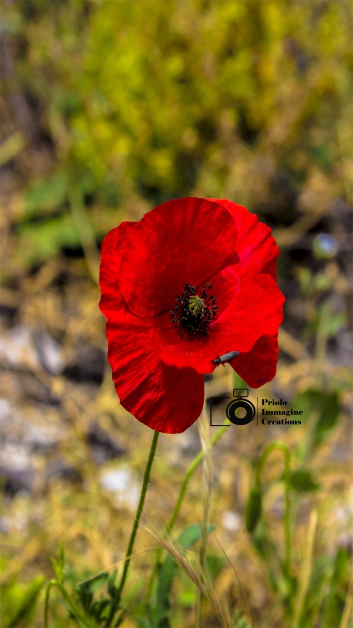 Il fiore preferito di nonna